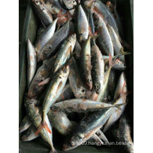 frozen red tail scad fish / horse mackerel